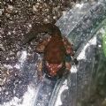 Discoglossus sardus
