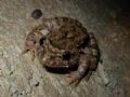 Discoglossus sardus