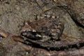 Discoglossus pictus