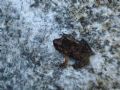 Discoglossus sardus