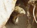 Discoglossus pictus