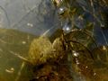 Discoglossus pictus
