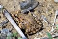 Discoglossus scovazzi