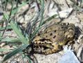 Discoglossus scovazzi