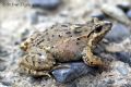 Discoglossus scovazzi
