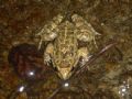 Discoglossus montalentii