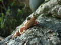 Discoglossus montalentii