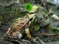 Discoglossus pictus