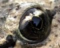 Discoglossus scovazzi
