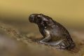 Discoglossus sardus