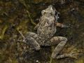 Discoglossus pictus