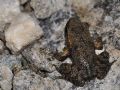 Discoglossus pictus