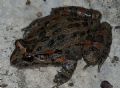Discoglossus pictus