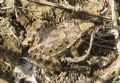 Discoglossus pictus