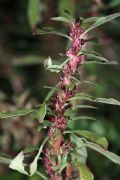 Amaranthus blitoides