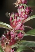 Amaranthus blitoides