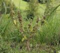 Amaranthus retroflexus