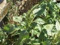 Amaranthus hybridus (gruop)