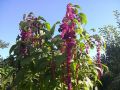 Amaranthus caudatus