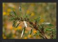 Amaranthus blitoides