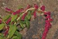 Amaranthus caudatus