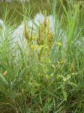 Amaranthus retroflexus