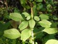 Amaranthus blitum