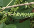 Amaranthus hybridus subsp.hybridus (cfr.)