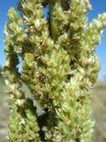 Amaranthus retroflexus