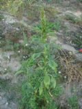 Amaranthus retroflexus
