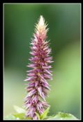 Achyranthes sicula