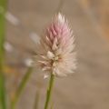 Celosia argentea