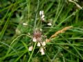 Allium oleraceum