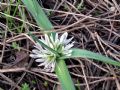 Allium chamaemoly