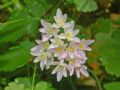 Allium roseum