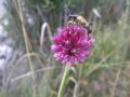 Allium sphaerocephalon