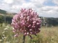 Allium ampeloprasum