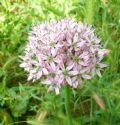 Allium nigrum