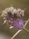 Allium carinatum subsp. pulchellum