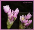 Allium roseum