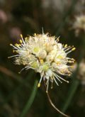 Allium saxatile