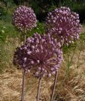 Allium ampeloprasum