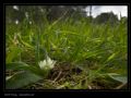 Allium chamaemoly