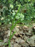 Allium pendulinum