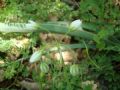 Allium pendulinum