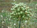 Allium nigrum