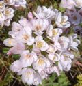 Allium roseum