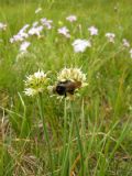 Allium ochroleucum