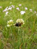 Allium ochroleucum