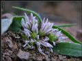 Allium chamaemoly